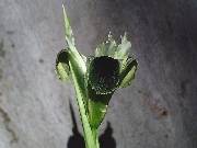 Hermodactylus tuberosa